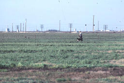 Sheepherder and dog walking the fences in a field