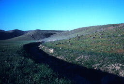 Sheep and sheepherder in field