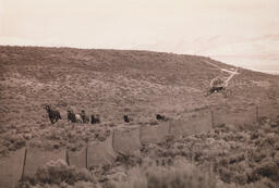 Photograph of BLM helicopter and horses, Dann Ranch, February 11, 2003