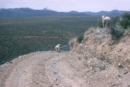 Ewes standing on a hillside road