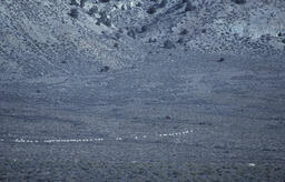 Sheep in the Desert