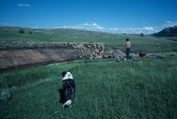 Rancher and Sheep