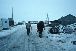 Sheepherder leading horse at ranch