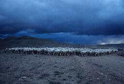 Sheep on Field