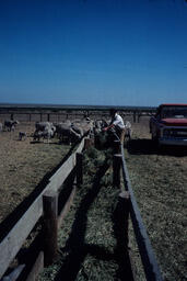 Sheepherder unloading hay to feed sheep