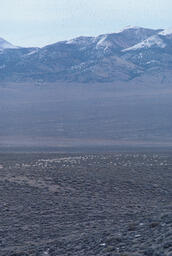 Scattered sheep flock on open range