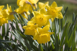 Spring flowers on campus, 2006