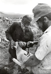 Sheepherders branding sheep