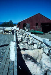 Sheepherders with sheep in pen