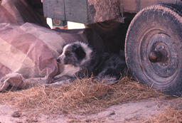 Sheepdog taking a break