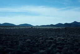 Sheepherders and sheep walking on open land