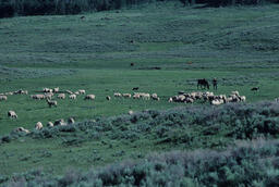 Rancher and Sheep on a Mountainside