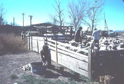 Sheep in pen