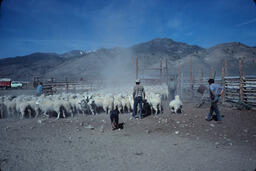 Sheep being led back into pen