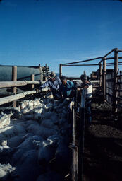 Ranchers and Sheep in a Pen