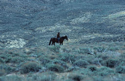 Rancher on a Horse