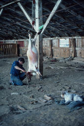 Sheepherder butchering a sheep in a barn