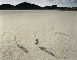 Series of plastic fern shadows, east of Black Rock point. Black Rock Desert