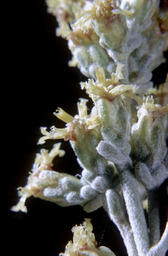 Basin Sagebrush (Artemisia tridentata - Asteraceae)