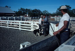 Sheepherders and Sheep on a Ranch