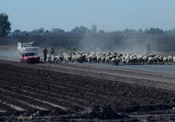 Sheepherders driving sheep down paved road with two vehicles