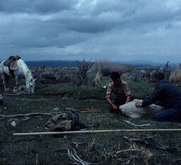 Sheepherders tending to bleeding sheep