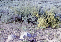 Antelope bitterbrush (Purshia tridentata - Rosaceae)