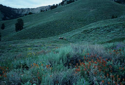 Rancher on a Mountainside