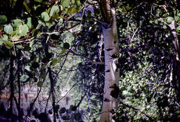 American Aspen or Quaking Aspen (Populus tremuloides - Salicaceae)