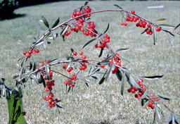 Bitter Cherry (Prunus emarginata - Rosaceae)