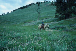 Rancher on a Mountainside