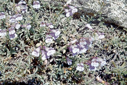 Azure Penstemon (Penstemon azureus - Scrophulariaceae)