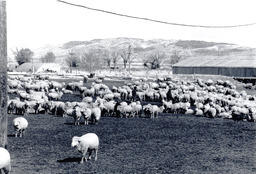 Sheep on enclosed field