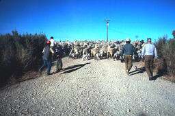 Sheepherders and flock on road