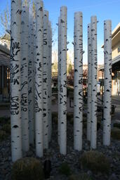 Arborglyphs on trees